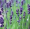 Lavender Oil